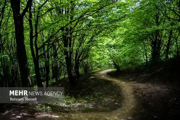 جنگل‌ها، پیوند انسان با طبیعت و آرامش