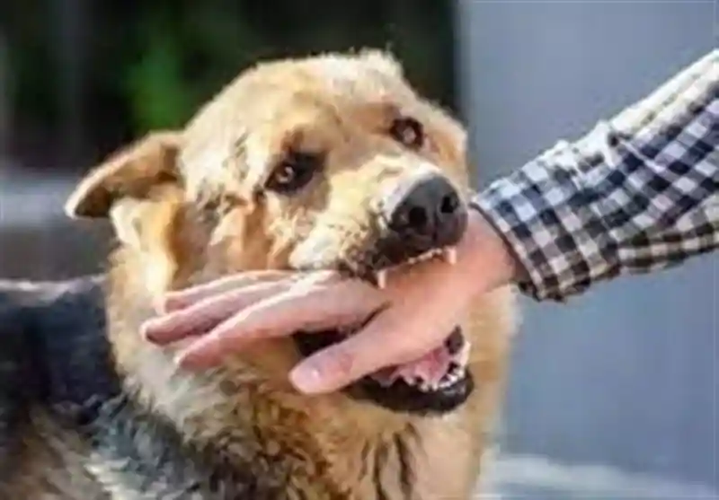 ثبت ۲۰ هزار حیوان‌گزیدگی در گلستان/ زنگ خطر‌ سگ‌های ولگرد به صدا در‌آمد