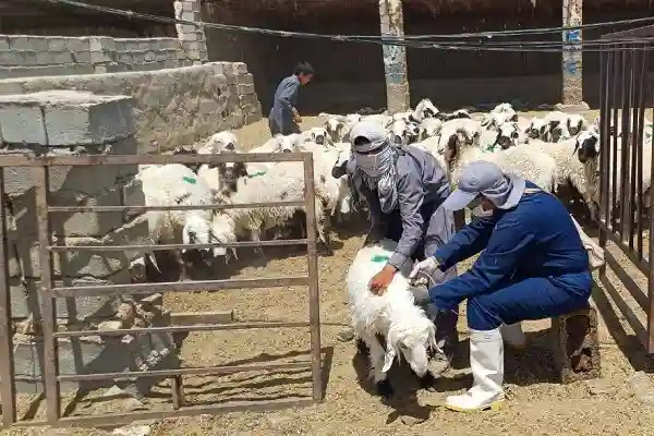 نظارت دامپزشکی گلستان بر سلامت دام‌ها از مزرعه تا سفره