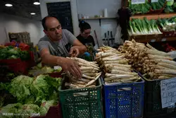 برداشت مارچوبه در شهرستان آزادشهر آغاز شد