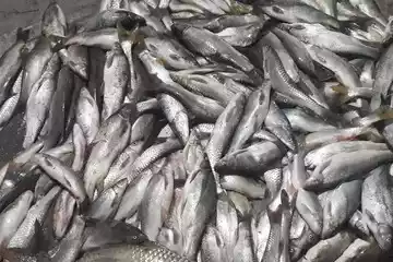 معدوم‌ سازی ۱۳۰ کیلوگرم ماهی فاسد در قم