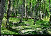 یادداشت|نبرد نابرابر در دل جنگل‌های گلستان؛ خشکسالی و آفات بلای جان درختان