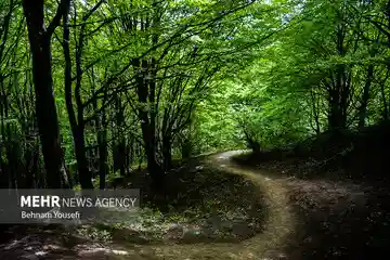 جنگل‌ها، پیوند انسان با طبیعت و آرامش