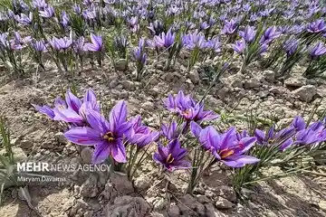 برداشت زعفران در آزادشهر آغاز شد؛ ۵۰۰ هکتار زمین زیر کشت این محصول