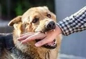 ثبت ۲۰ هزار حیوان‌گزیدگی در گلستان/ زنگ خطر‌ سگ‌های ولگرد به صدا در‌آمد