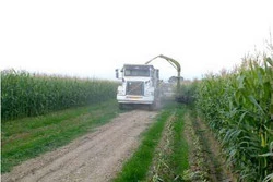 آغاز برداشت ذرت علوفه‌ای از ۱۸۰ هکتار اراضی در آزادشهر