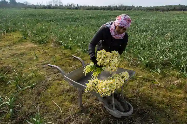 ایجاد بزرگترین باغ گل نرگس ایران با «تصمیم کبری»
