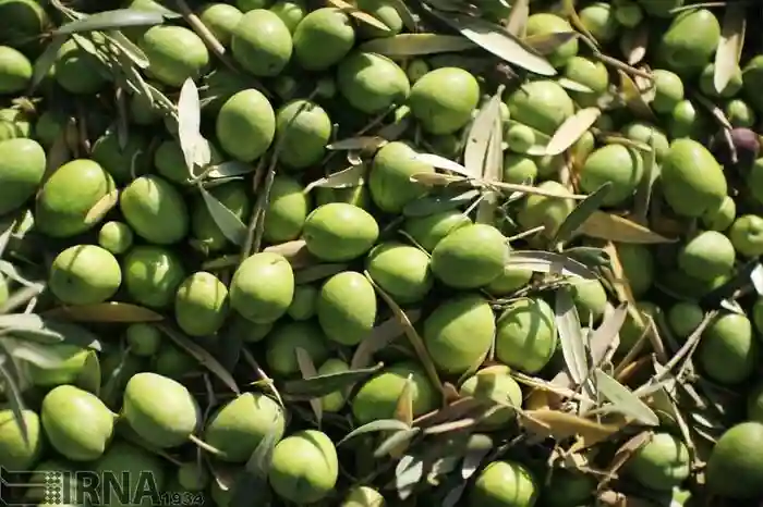 ایران در مسیر بروزرسانی دانش تولید اقتصادی زیتون