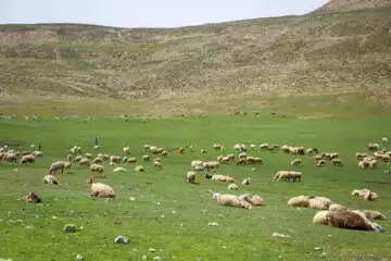سرسبزی گلستان، نیازمند بارش باران و اجرای طرح‌های مرتعداری