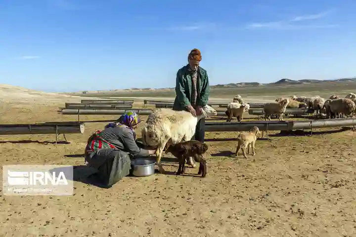 عشایر گلستان پنج هزار تن گوشت قرمز تولید کردند