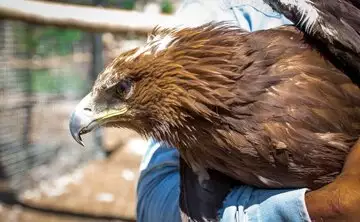 «سارگپه» مصدوم تحویل محیطبانان مینودشت شد